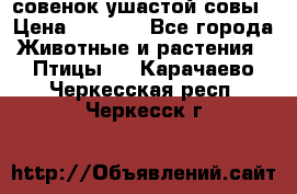 совенок ушастой совы › Цена ­ 5 000 - Все города Животные и растения » Птицы   . Карачаево-Черкесская респ.,Черкесск г.